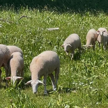 Pri Luke 別荘 Dolna Lehota